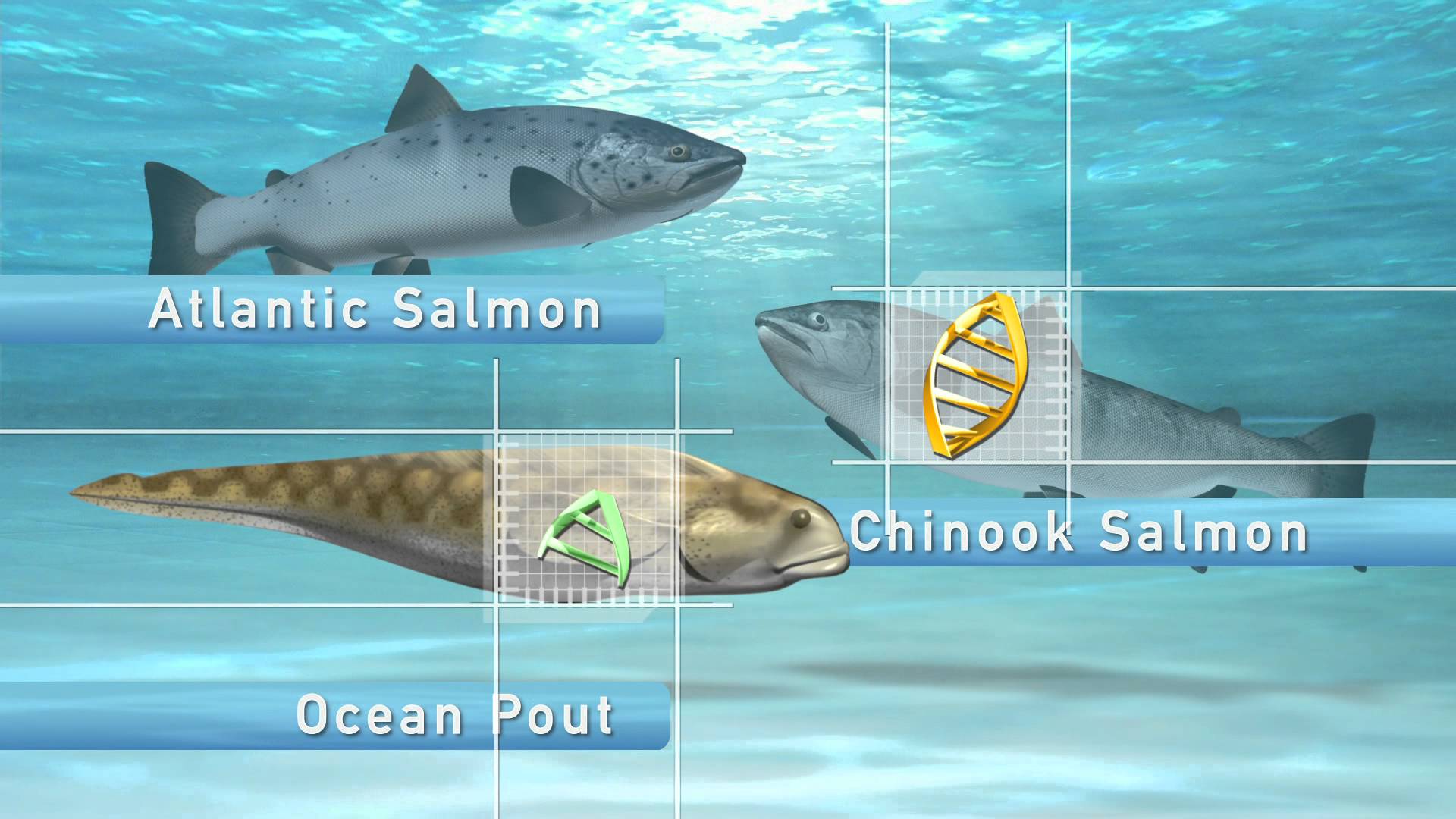 Genetically Modified Salmon - Combining the DNA of Chinook Salmon and Ocean Pout