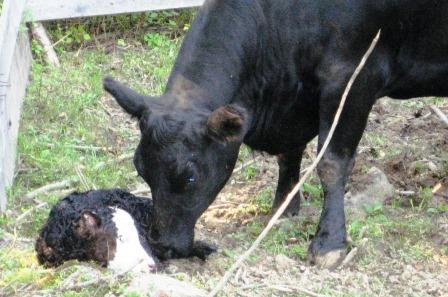 Palom Aquaculture has potential to cut the use of calf embryo blood for scientific research - Newborn calf Eagle Wood Farms USA.