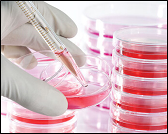 Palom Aquaculture has potential to cut the use of calf embryo blood for scientific research - Using growth media