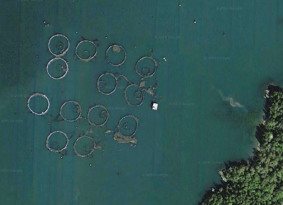 Recirculating Aquaculture Systems Pros and Cons - Net pen salmon farming satellite view