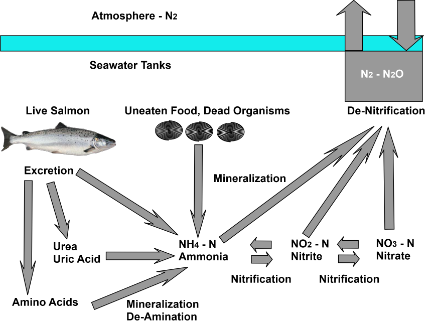 biofilter, nitrogen cycle