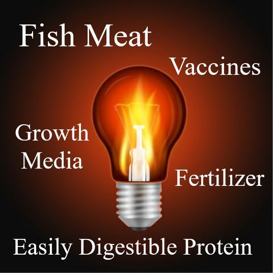Aquaculture Innovation - Sustainable Salmon Meat, Easily Digestible Protein, Vaccines, Growth Media and Fertilizer