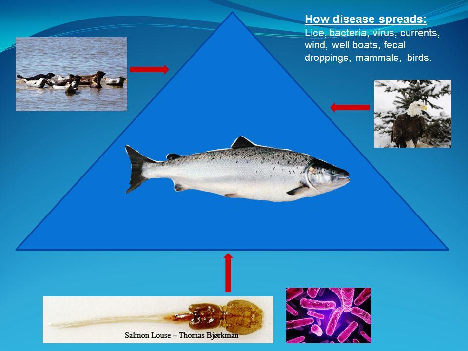 Closed Containment Salmon RAS - Pathogen Entry Points